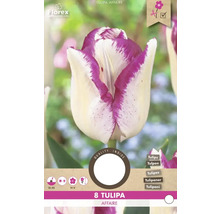 Verpackung Tulpenzwiebeln Tulipa Affaire