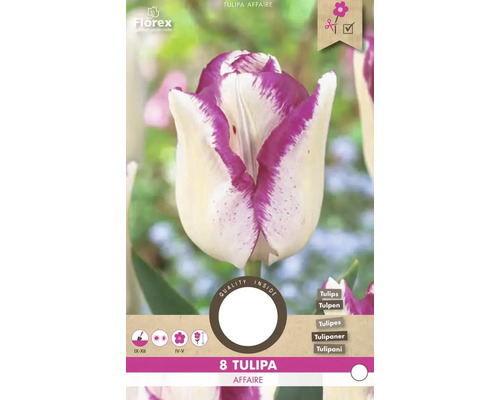 Verpackung Tulpenzwiebeln Tulipa Affaire