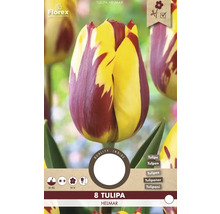 Tulipa Helmar Blumenzwiebelpackung mit acht Tulpen