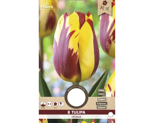 Tulipa Helmar Blumenzwiebelpackung mit acht Tulpen