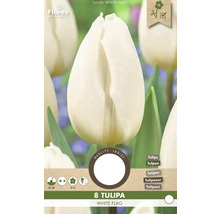 Verpackung mit acht Tulpen der Sorte White Flag