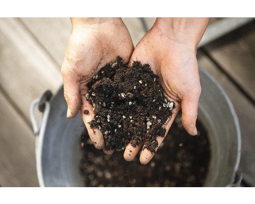 Hände halten Blumenerde mit Perlit vor einem Eimer.