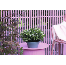 Szene mit Topfpflanze mit weißen Blüten, Ahornbaum und Gartenmöbeln.