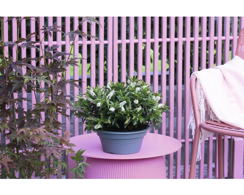 Szene mit Topfpflanze mit weißen Blüten, Ahornbaum und Gartenmöbeln.