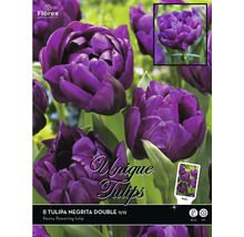 8 Tulipa Negrita Double Blumenzwiebeln, pfingstrosenblütige Tulpe