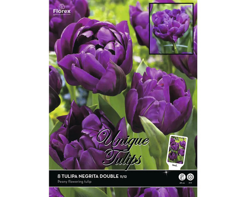 8 Tulipa Negrita Double Blumenzwiebeln, pfingstrosenblütige Tulpe