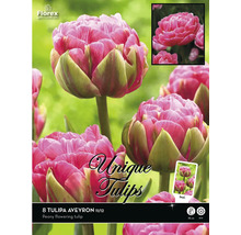 Verpackung mit 8 Tulipa Aveyron Blumenzwiebeln, Sorte Pfingstrosenblütige Tulpe