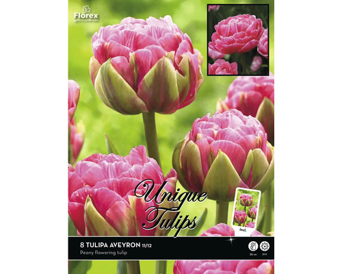 Verpackung mit 8 Tulipa Aveyron Blumenzwiebeln, Sorte Pfingstrosenblütige Tulpe