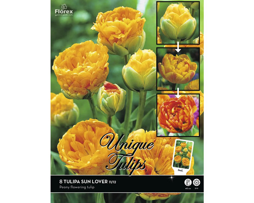 Verpackung mit Tulpen Sun Lover Blumenzwiebeln