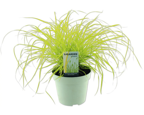 Lampenputzergras FloraSelf Pennisetum alopecuroides 'Hameln Gold' H 5-30 cm Co 2 L Federborstgras in einem Topf
