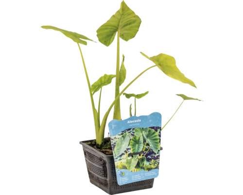 Riesen-Elefantenohr, Riesenblättrige Pfeilblatt, FloraSelf Alocasia macrorrhiza Ø 18 cm Topf