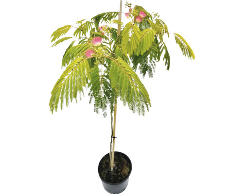 Seidenbaum 'Ombrella' Stamm FloraSelf Albizia julibrissin 'Ombrella' Stammhöhe 50-70 cm Gesamthöhe ca. 80-100 cm Co 7,5 L
