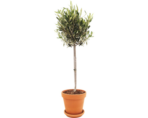 Olivenbaum Stamm FloraSelf Olea europaea in Ø 25 cm Terracotta-Topf inkl. Untersetzer Olivenbaum Stamm FloraSelf Olea europaea in Ø 25 cm Terracotta-Topf inkl. Untersetzer