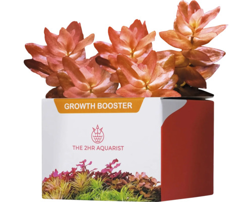 Aquariumpflanzendünger 2HR Aquarist APT APT j / Jazz PlantBooster 54 Stück Düngekapseln