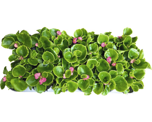 Begonie mit grünen Blättern und rosa Blüten