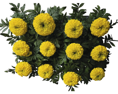 Gelbe Studentenblumen mit grünen Blättern