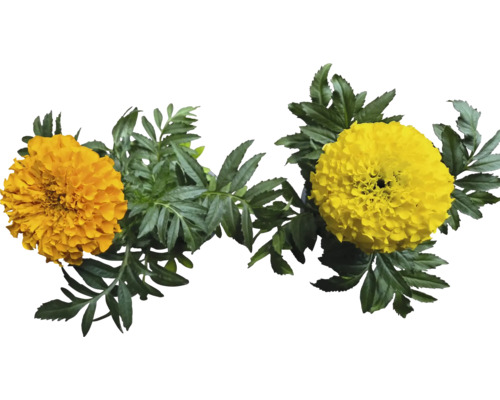 Ringelblumen mit grünen Blättern