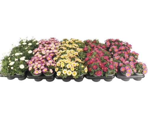 Verschiedene Margeriten in Töpfen