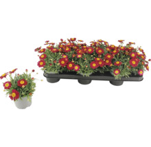 Margeriten im Topf und in einer Transportverpackung