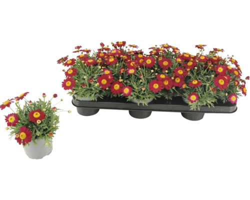 Margeriten im Topf und in einer Transportverpackung