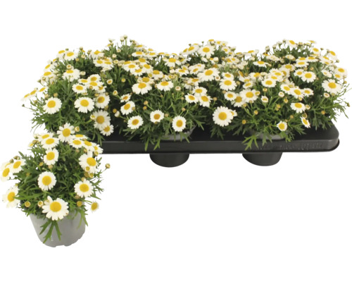 Margeriten Pflanzen im Topf und in einer Schale