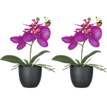 Zwei Topf-Orchideen mit Blüten