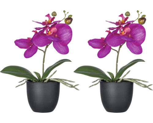 Zwei Topf-Orchideen mit Blüten