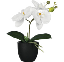 Dekorative Orchidee mit weißen Blüten im schwarzen Topf