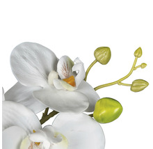 Nahaufnahme einer Kunstorchidee mit Blüten und Knospen