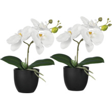 Zwei weiße Orchideen in schwarzen Töpfen
