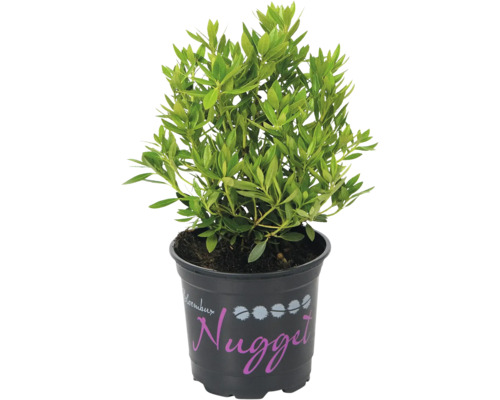 Zwerg-Rhododendron FloraSelf Buchsbaum Alternative Rhododendron micranthum 'Nugget® by Bloombux' H 5-10 cm T 11 cm