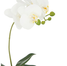 Künstliche weiße Orchidee mit Blättern und Blütenknospen