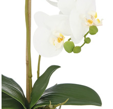 Dekorative Orchidee mit weißen Blüten und grünen Blättern.
