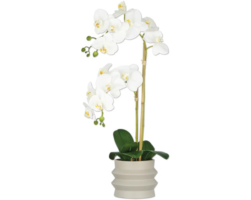 Dekorative Orchidee im Topf