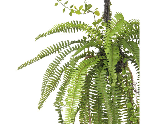 Hängepflanze mit Farn und kleinen Blättern