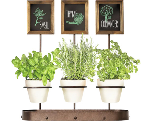 Kräutergarten mit Basilikum, Thymian und Koriander in Töpfen mit Beschriftung