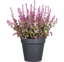 Coleus Pflanze im Topf mit lila Blüten