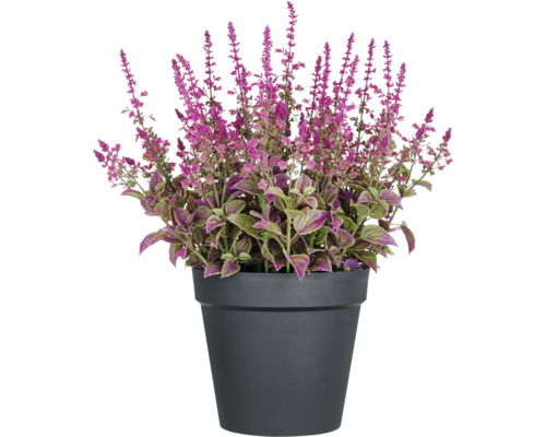 Coleus Pflanze im Topf mit lila Blüten