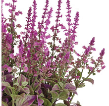 Dekorative Kunstpflanze mit lila Blüten und grünen Blättern.