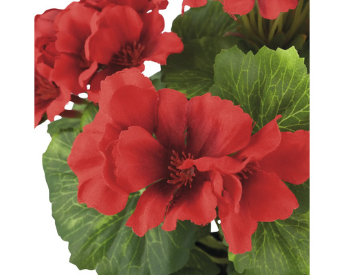 Nahaufnahme von roten Geranienblüten mit grünen Blättern.