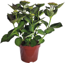 Hortensie in einem Topf