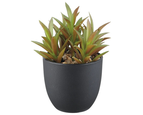Künstliche Sukkulente in schwarzem Topf