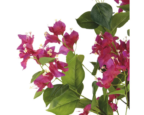 Bougainvillea-Zweig mit Blüten und Blättern