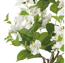 Bougainvillea-Zweig mit weißen Blüten und grünen Blättern