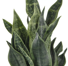 Sansevieria Zimmerpflanze mit spitz zulaufenden Blättern