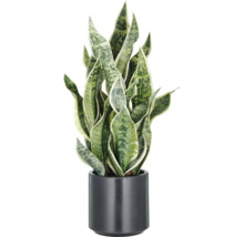 Sansevieria in einem Topf