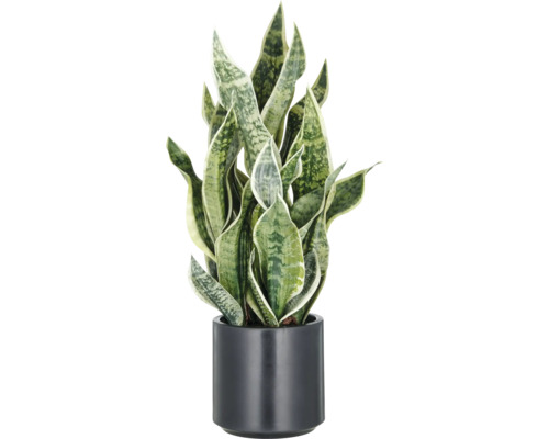 Kunstpflanze Sansevieria Green Honey H 66 cm Sansevieria in einem Topf