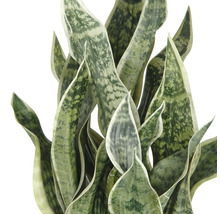 Sansevieria Pflanze mit langen, aufrechten Blättern