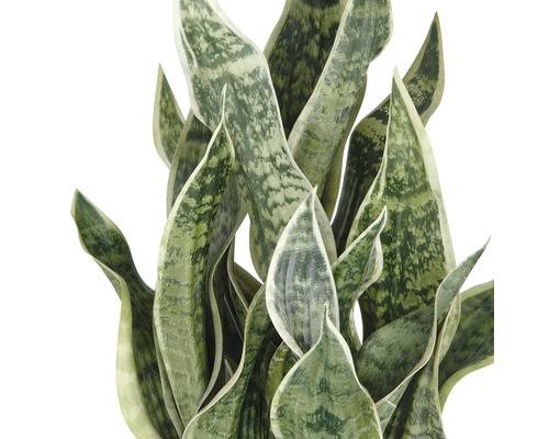 Sansevieria Pflanze mit langen, aufrechten Blättern