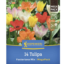 Kiepenkerl Logo. 14 Tulpen Fosteriana Mix im Megapack.